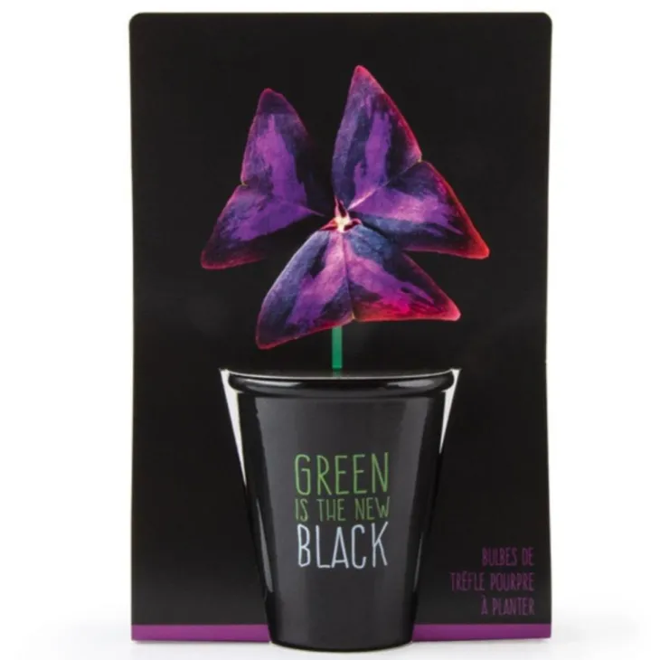 Pot Black Trèfle pourpre à semer 6.5x12 cm