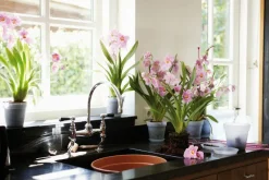 Pot D13 cm provence orchidées Elho transparent