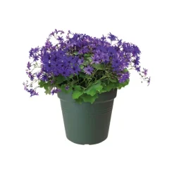 Pot de culture Green Basics vert - Ø19 x H17,5