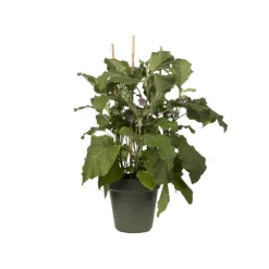 Pot de culture Green Basics vert - Ø19 x H17,5