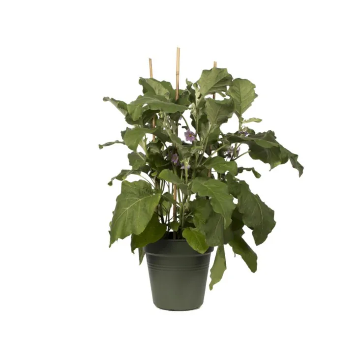 Pot de culture Green Basics vert - Ø19 x H17,5