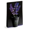 Pot en terre cuite black avec grains de lavande bio Radis & Capucine Green is the new black