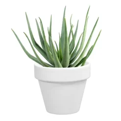 Pot horticole en terre cuite émaillée Blanc - D10 x H8.5