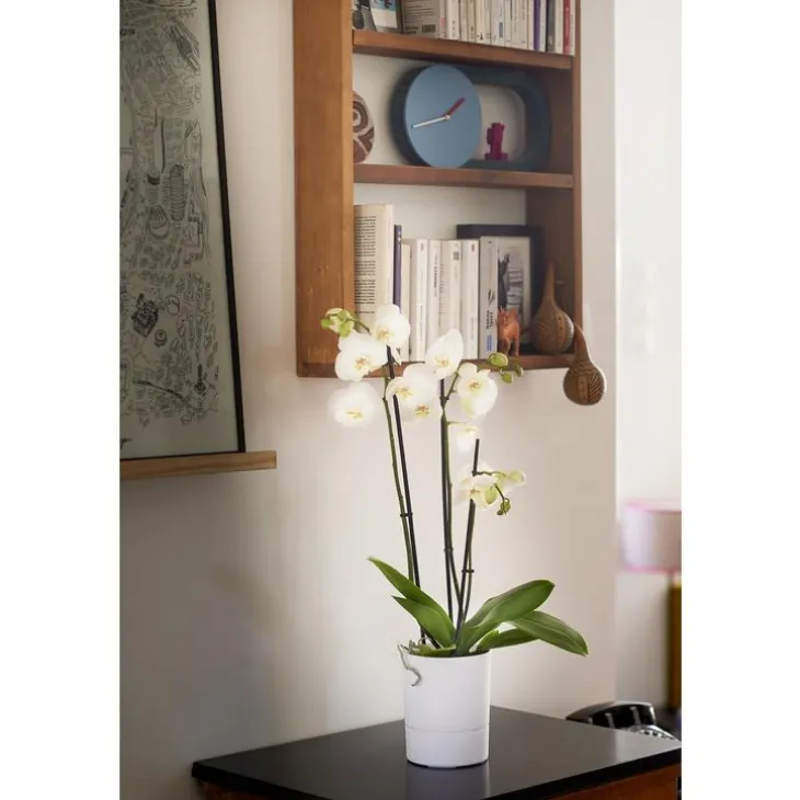 Pot Orchidée Aquaduo blanc ivoire 1,3 L