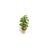 Pothos