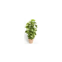 Pothos