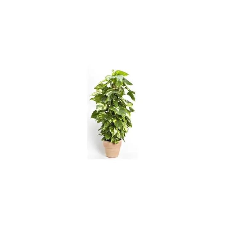 Pothos