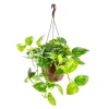 Pothos Aureus suspension Ø23xH50 cm