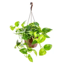 Pothos Aureus suspension Ø23xH50 cm