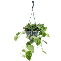 Pothos Pictus suspension Ø19xH40 cm