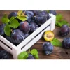 Prune Président bio de France - Prix au kg