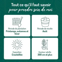 Prunier Mirabelle De Nancy. Le pot de 15 litres forme 1/2 tige