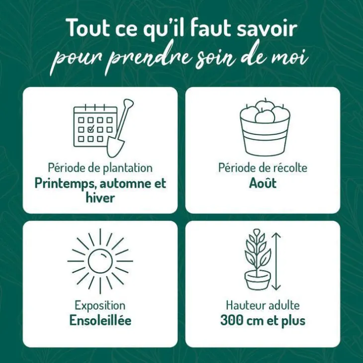 Prunier Mirabelle De Nancy. Le pot de 15 litres forme 1/2 tige