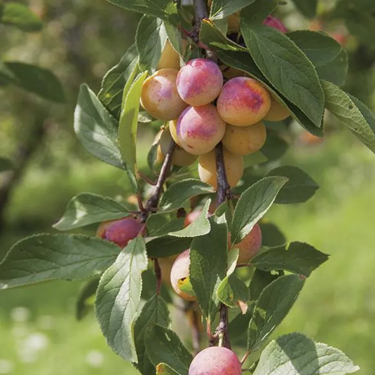 Prunier Mirabelle De Nancy. Le pot de 7,5 litres