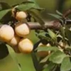 Prunier Mirabelle De Nancy. En racine nue, forme gobelet