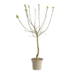 Prunier Mirabelle De Nancy. Le pot de 12 litres, forme gobelet