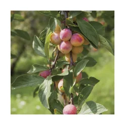 Prunier Mirabelle De Nancy Bio. Le pot de 12 litres, forme gobelet