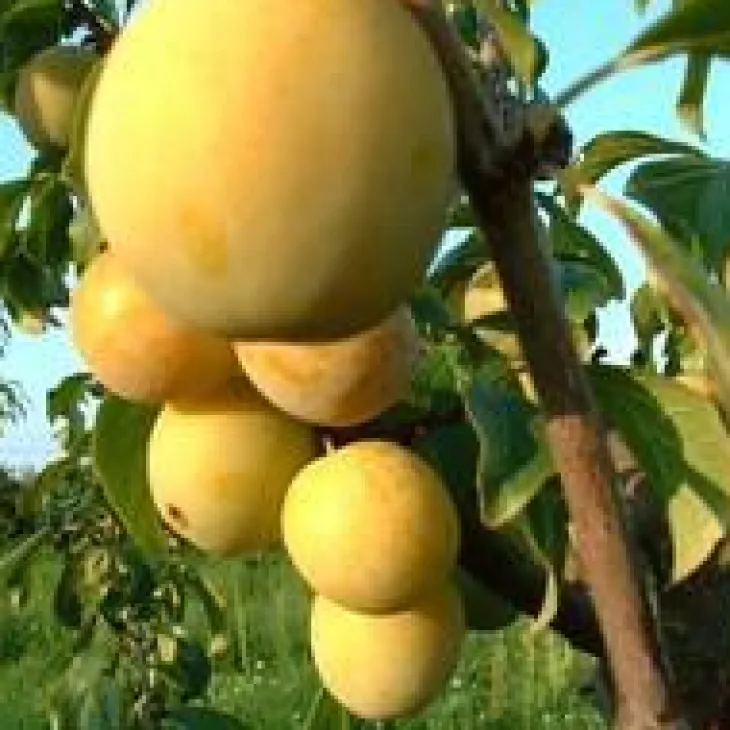 Prunier Quetsche D'Alsace. En racine nue, forme gobelet