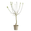 Prunier Quetsche D'Alsace. Le pot de 12 litres, forme gobelet