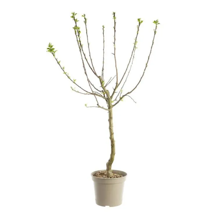 Prunier Quetsche D'Alsace. Le pot de 12 litres, forme gobelet