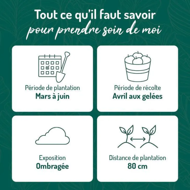 Rhubarbe Bio. Le pot de 2,5 litres