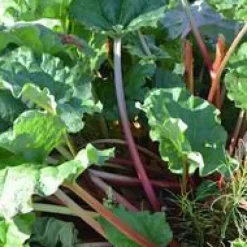 Rhubarbe Bio. Le pot de 2,5 litres