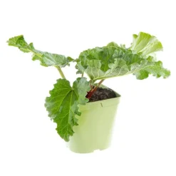 Rhubarbe Bio. Le pot de 2,5 litres