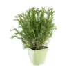 Romarin Officinal Bio. Le pot de 2,5 litres
