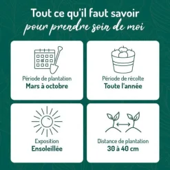 Romarin Officinal Bio. Le pot de 2,5 litres