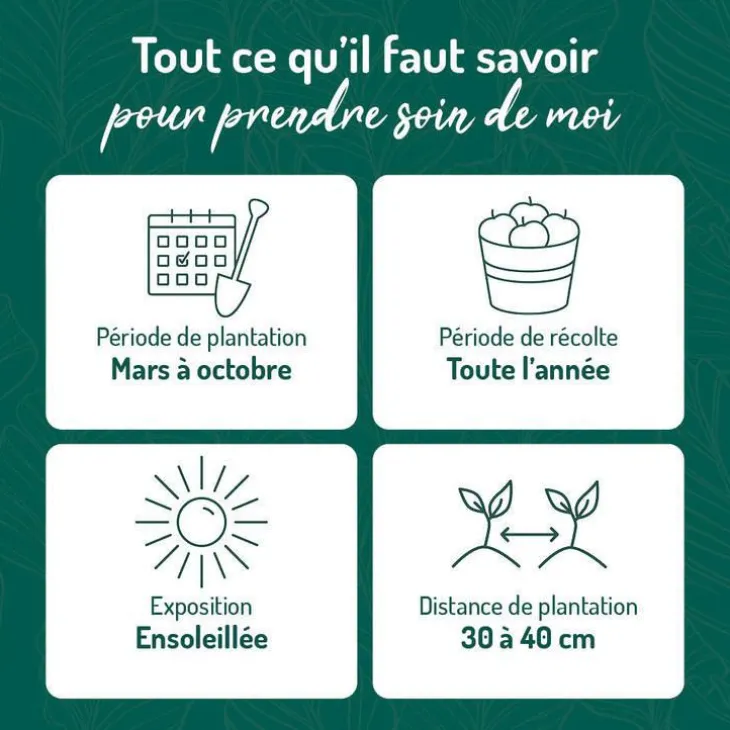 Romarin Officinal Bio. Le pot de 2,5 litres