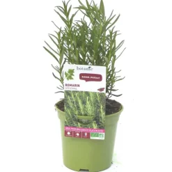 Romarin Officinal Bio. Le pot de 1 litre
