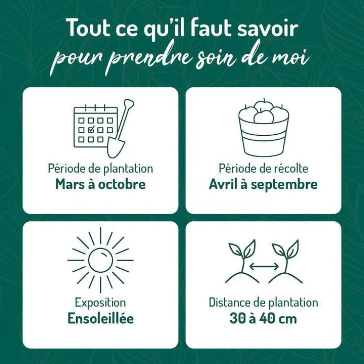Romarin Rampant Bio. Le pot de 2,5 litres