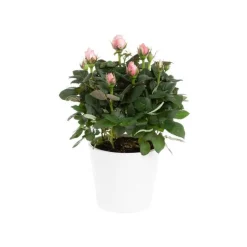 Rosier Amorosa Infinity Ø14 X H35 cm