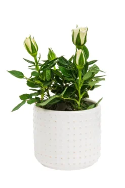 Rosier avec cache pot en céramique beige Ø 6 cm