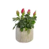 Rosier baby avec cache-pot Ø 6 cm