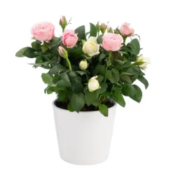 Rosier duo bicolore avec cache-pot. Le pot Ø 14 cm