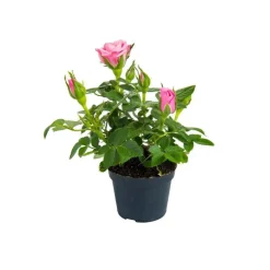 Rosier en pot Ø 6 cm