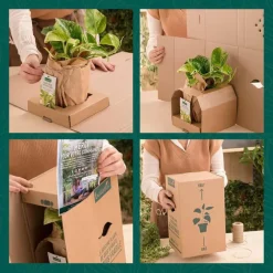 Rudbéckia blanc - Le pot de 9 x 9 cm