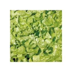 Salade A Couper Feuille De Chene Verte Kisheri Bio. La barquette de 12 plants