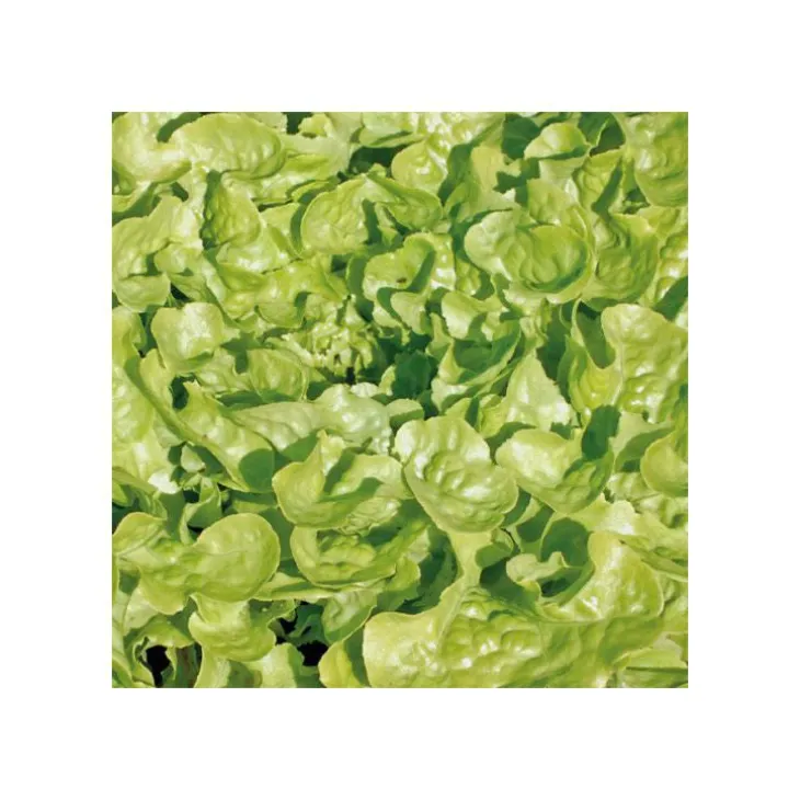 Salade A Couper Feuille De Chene Verte Kisheri Bio. La barquette de 12 plants