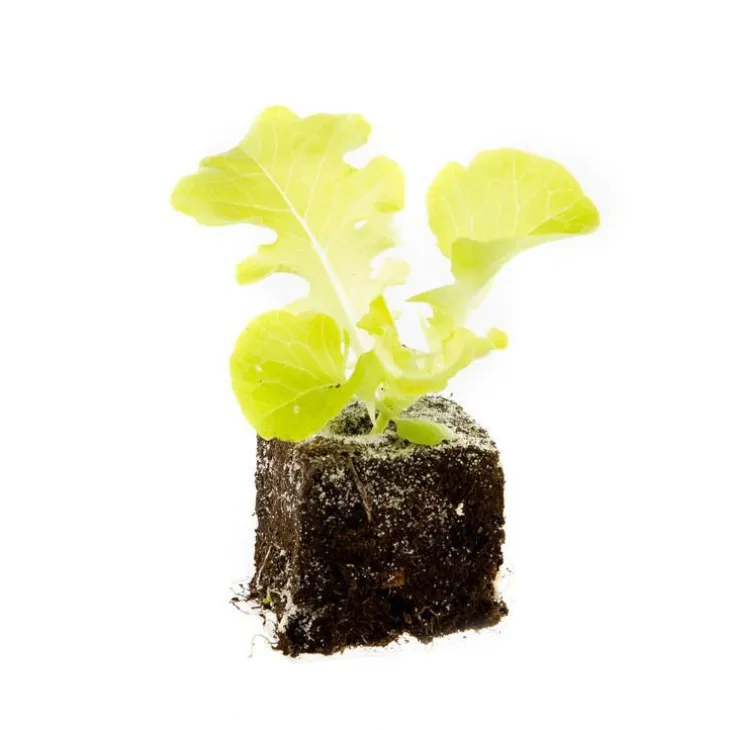 Salade A Couper Feuille De Chene Verte Kisheri Bio. La motte de 4x4 cm