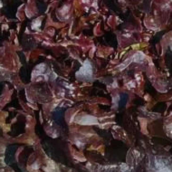 Salade A Couper Feuille De Chene Rouge Alezan Bio. La barquette de 12 plants