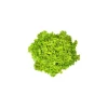 Salade Lollo blonde bio de France - Prix à la pièce
