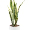 Sansevieria Laurentii vert en pot blanc émaillé botanic®. Le pot Ø 18 cm