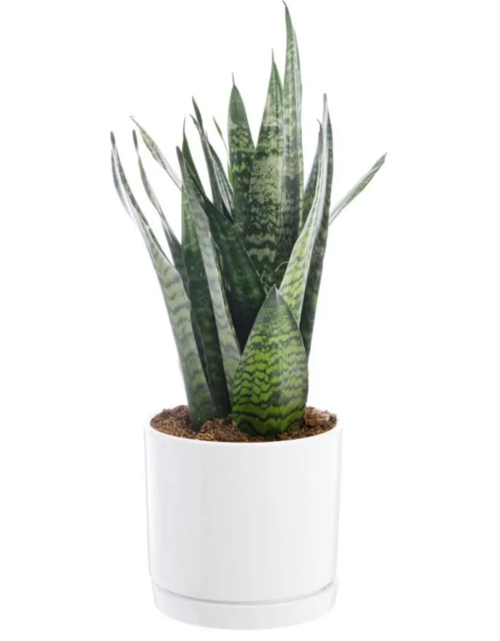 Sansevieria Zeylanica vert en pot blanc émaillé botanic®. Le pot Ø 24 cm