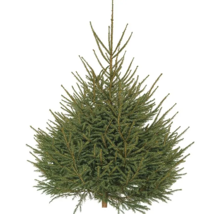 Sapin de Noël naturel coupé Épicéa - de 175 à 200 cm