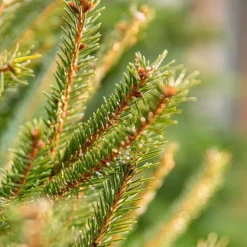 Sapin de Noël naturel coupé Épicéa - de 175 à 200 cm