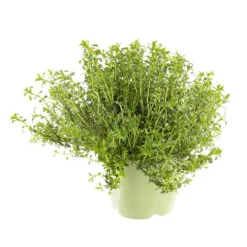 Sarriette Bio. Le pot de 2,5 litres