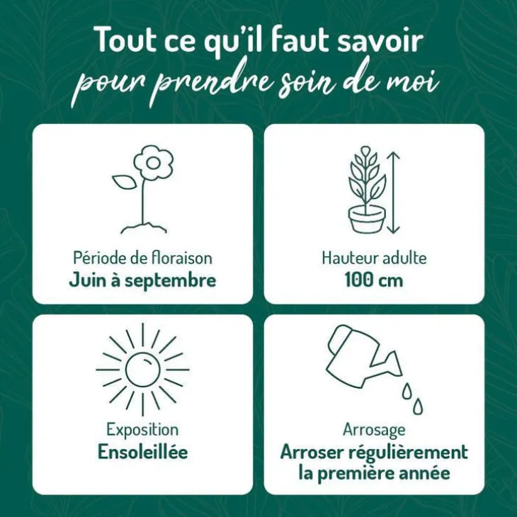 Sauge Arbustive - Le pot de 9 x 9 cm