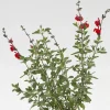 Sauge Arbustive 'Royal Bumble' - Le pot de 2 litres